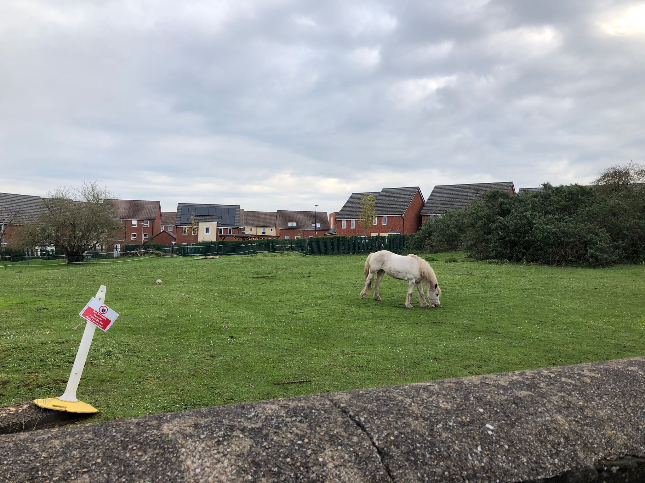山路的另一邊社區，有塊草地，會看到有馬在吃草。
